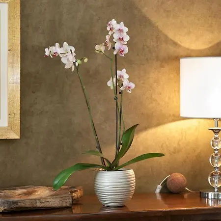 Trattoria Del Bivio Séjour à la campagne